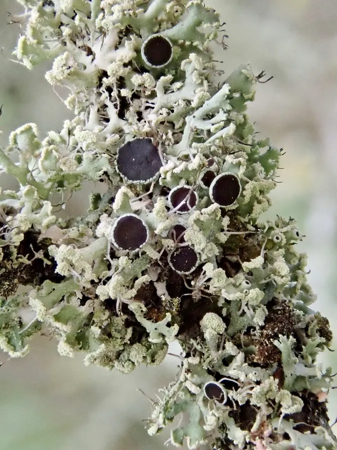 Dokumentasi Physcia tenella — Fotografi