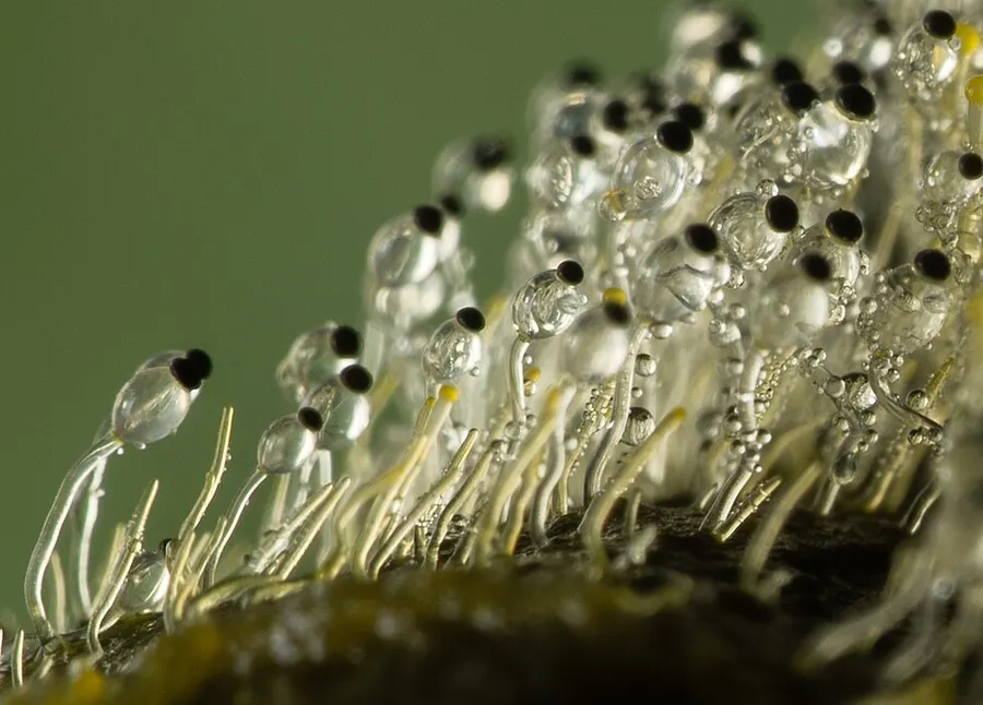 Dokumentasi Pilobolus crystallinus — Fotografi