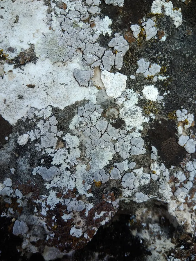 Dokumentasi Placocarpus schaereri — Fotografi