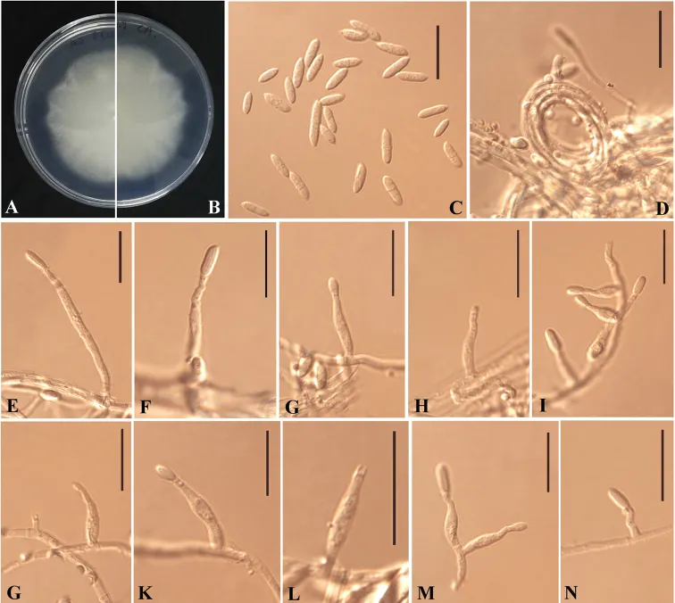 Dokumentasi Plectosphaerella guizhouensis — Pelat ilmiah
