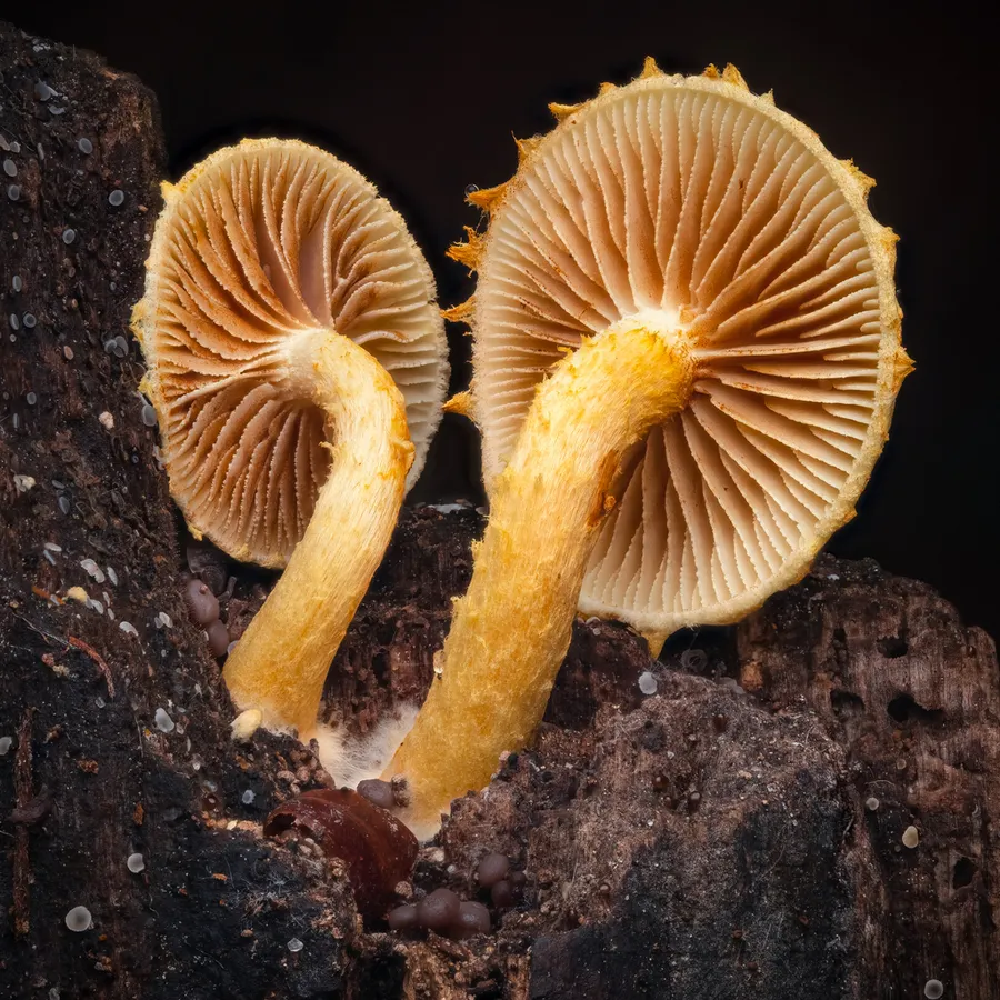 Dokumentasi Pleuroflammula tuberculosa — Fotografi