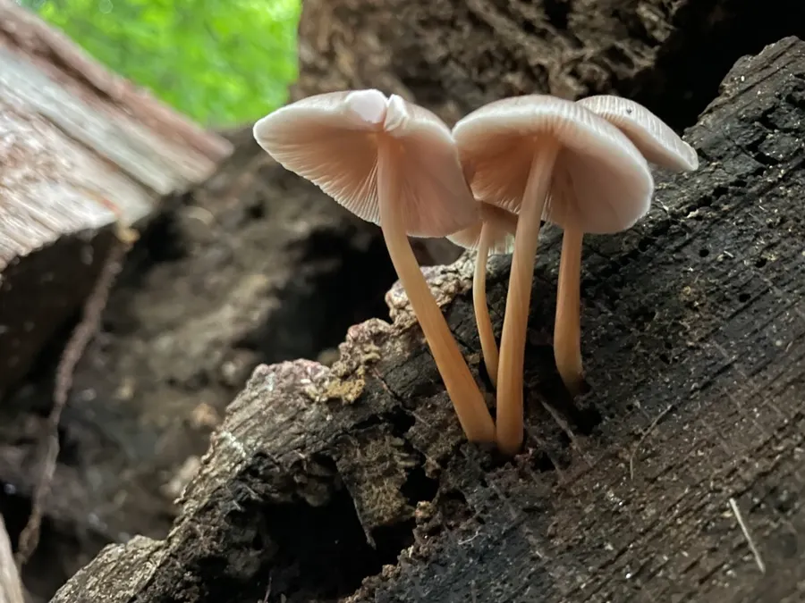 Dokumentasi Pluteus longistriatus — Fotografi