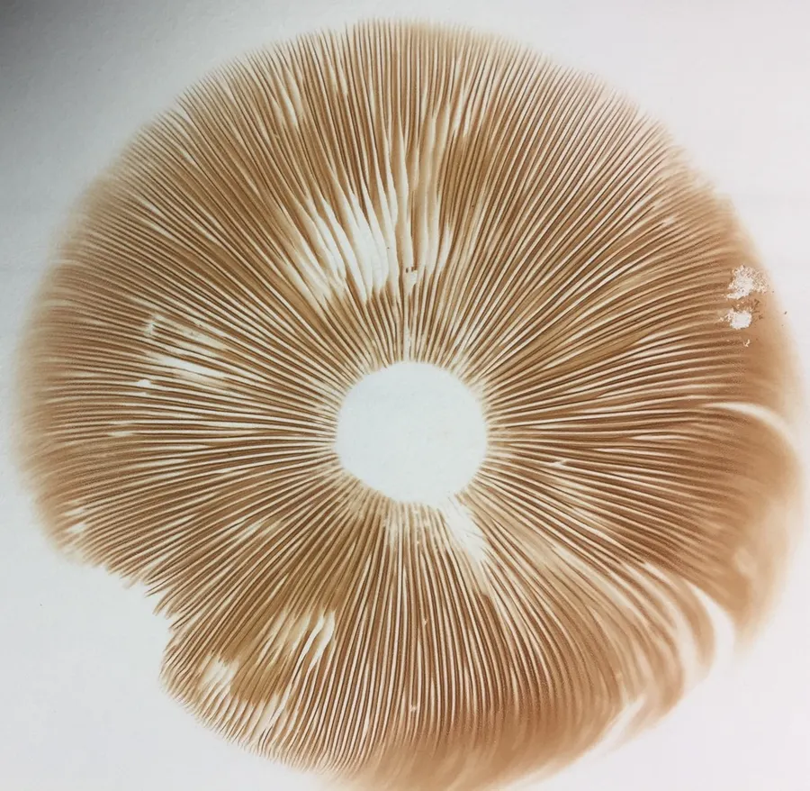 Dokumentasi Pluteus petasatus — Fotografi