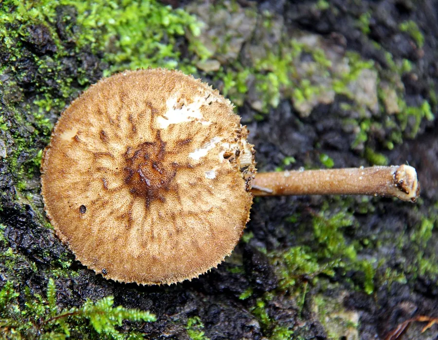 Dokumentasi Pluteus umbrosus — Fotografi
