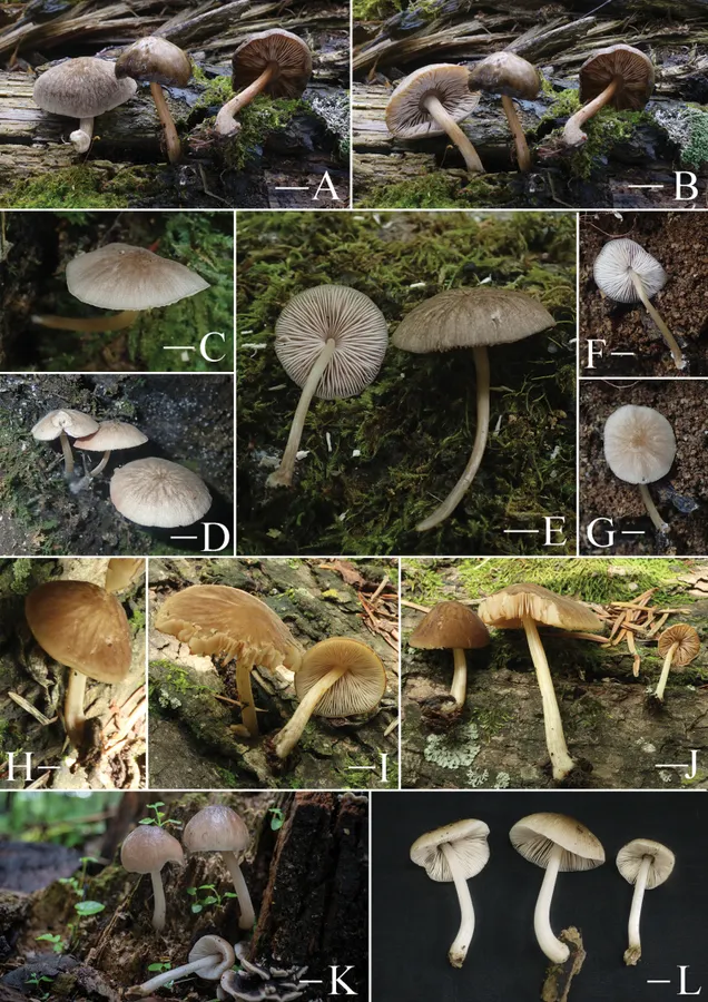 Dokumentasi Pluteus velutinus — Pelat ilmiah