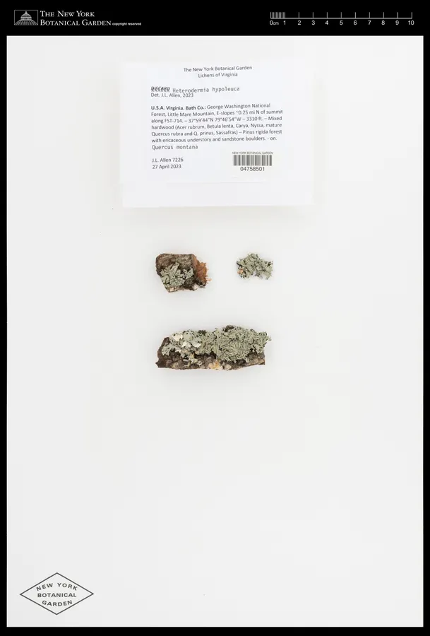 Dokumentasi Heterodermia hypoleuca — Voucher herbarium