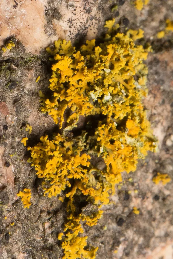 Dokumentasi Polycauliona candelaria — Fotografi