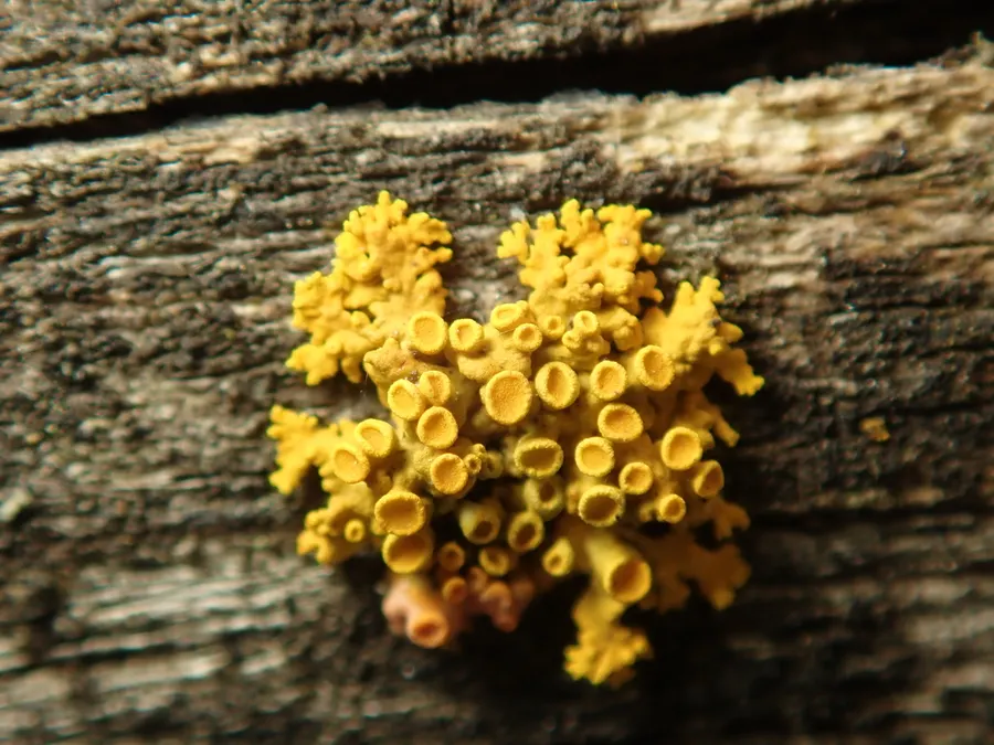 Dokumentasi Polycauliona polycarpa — Fotografi