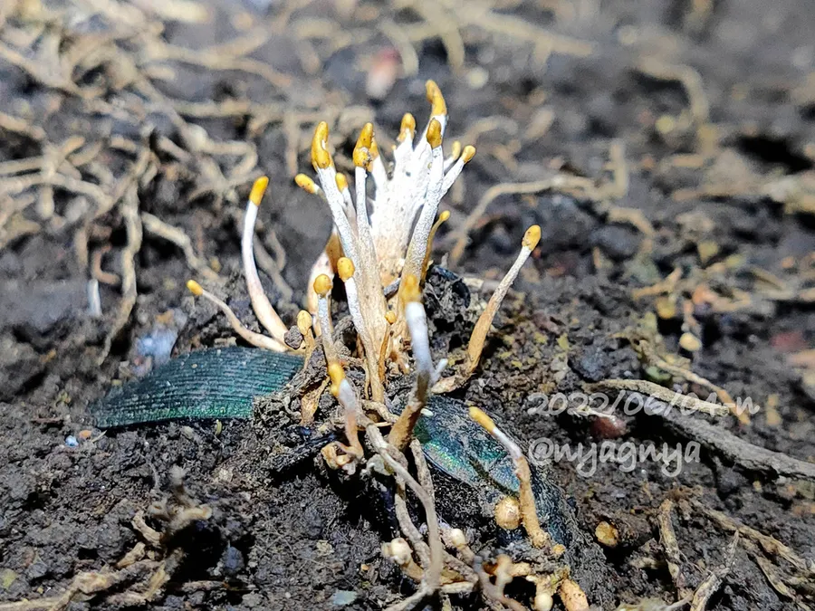 Dokumentasi Polycephalomyces formosus — Fotografi
