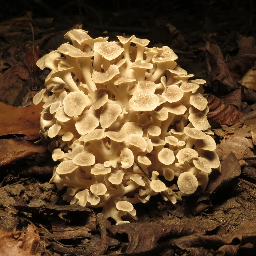 Dokumentasi Polyporus umbellatus — Fotografi
