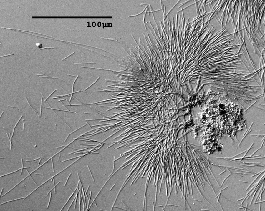 Dokumentasi Polyscytalum ciliatum — Fotografi