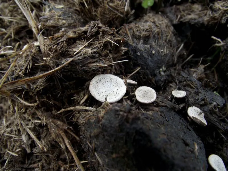 Dokumentasi Poronia punctata — Fotografi