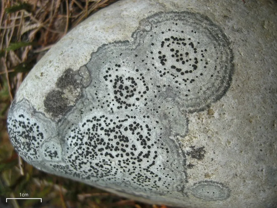Dokumentasi Porpidia crustulata — Fotografi