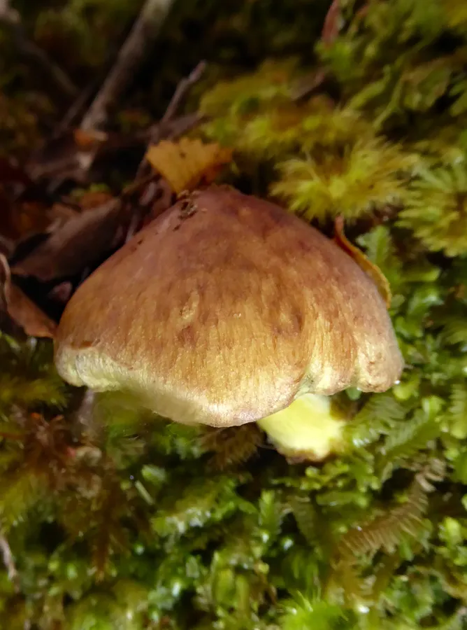 Dokumentasi Porpoloma amyloideum — Fotografi