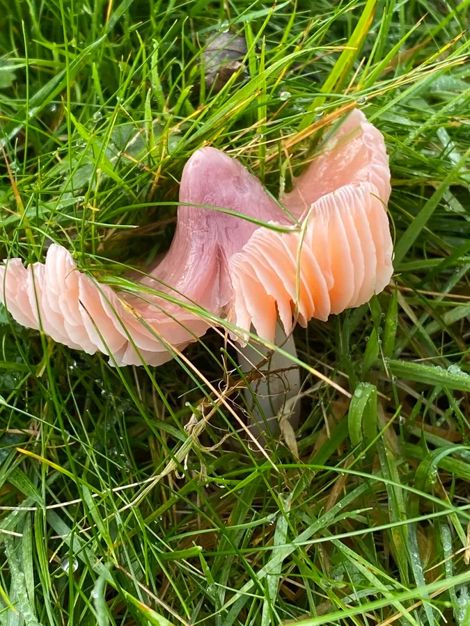 Dokumentasi Porpolomopsis calyptriformis — Fotografi