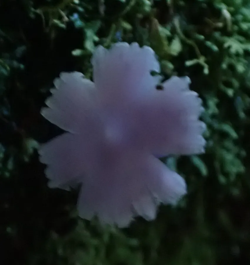 Dokumentasi Porpolomopsis lewelliniae — Fotografi