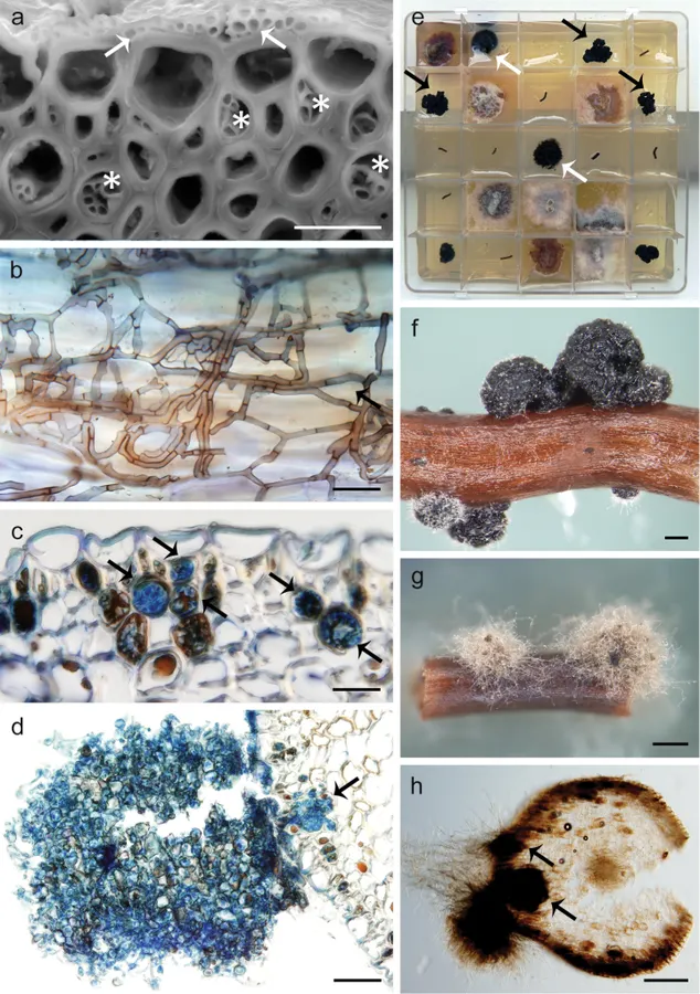 Dokumentasi Posidoniomyces atricolor — Pelat ilmiah