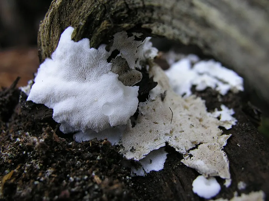 Dokumentasi Postia sericeomollis — Fotografi