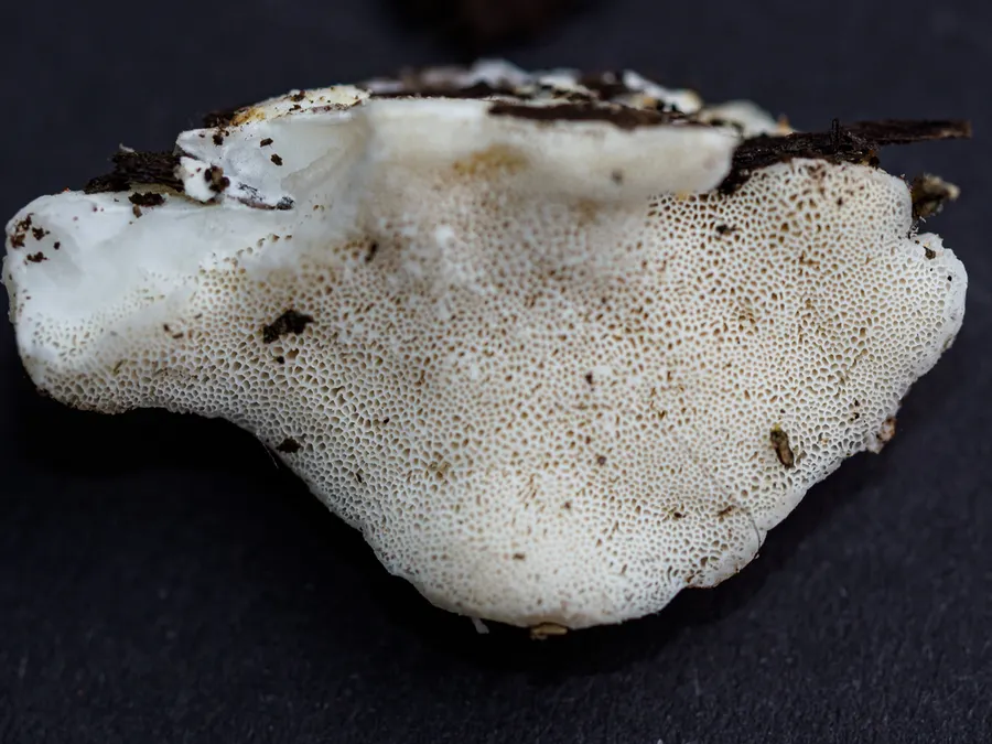 Dokumentasi Postia tephroleuca — Fotografi
