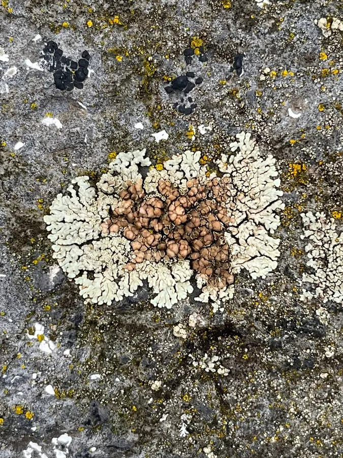 Dokumentasi Protoparmeliopsis achariana — Fotografi