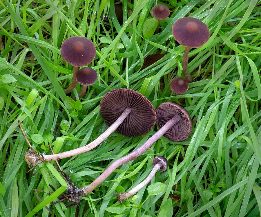Dokumentasi Psathyrella bipellis — Fotografi