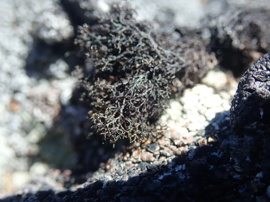Dokumentasi Pseudephebe pubescens — Fotografi