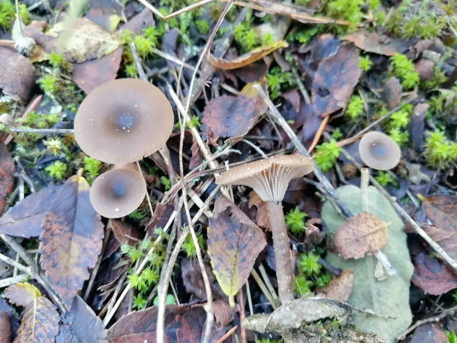 Dokumentasi Pseudoclitocybe expallens — Fotografi