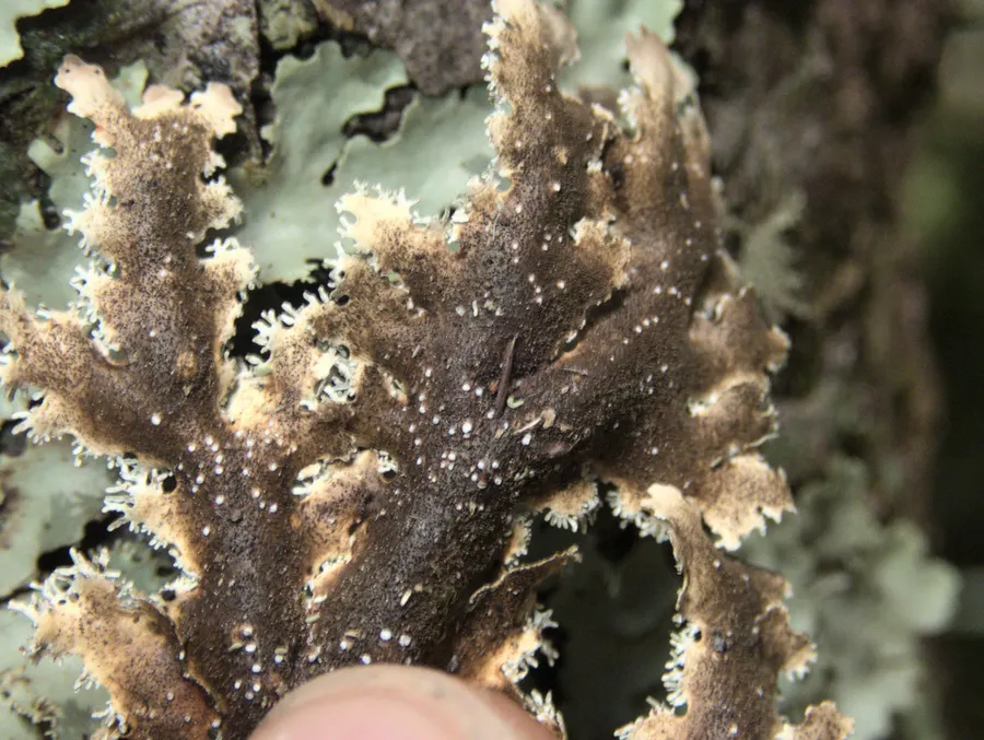Dokumentasi Pseudocyphellaria glabra — Fotografi