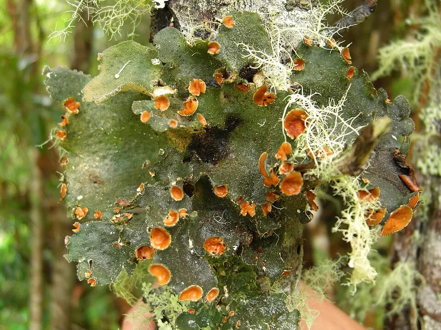 Dokumentasi Pseudocyphellaria hirsuta — Fotografi