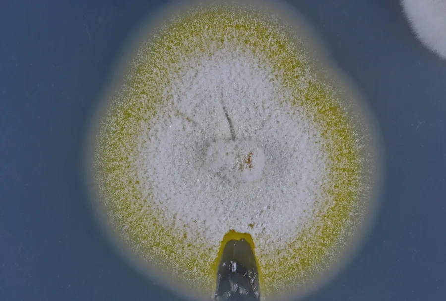 Dokumentasi Pseudogymnoascus pannorum — Fotografi
