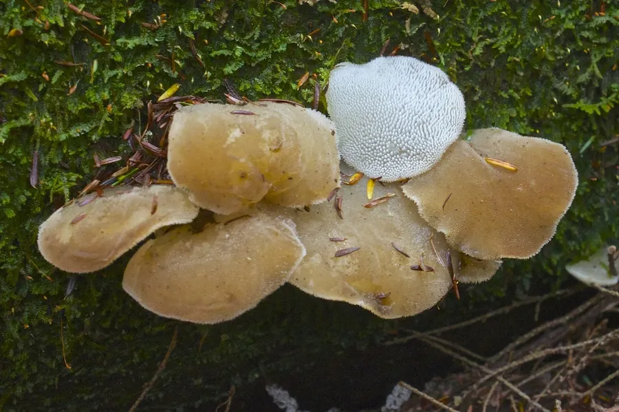 Dokumentasi Pseudohydnum gelatinosum — Fotografi