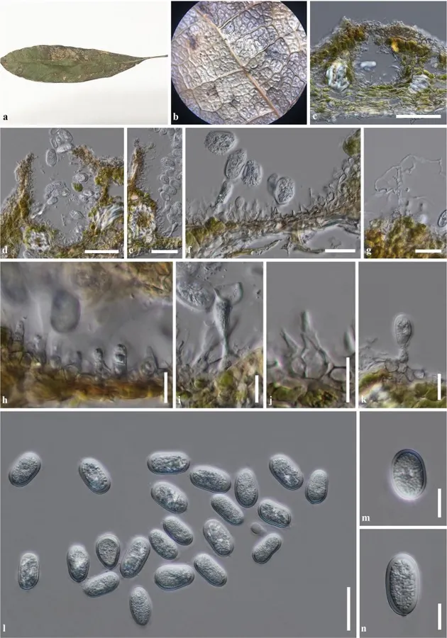 Dokumentasi Pseudoplagiostoma mangiferae — Pelat ilmiah
