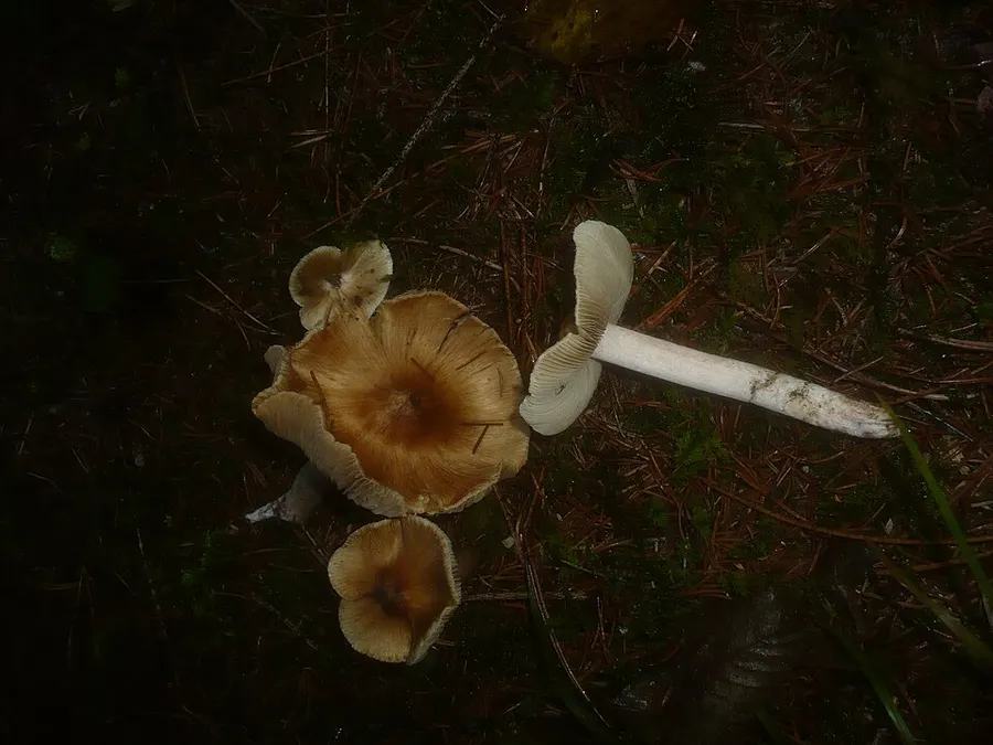 Dokumentasi Inocybe perlata — Fotografi