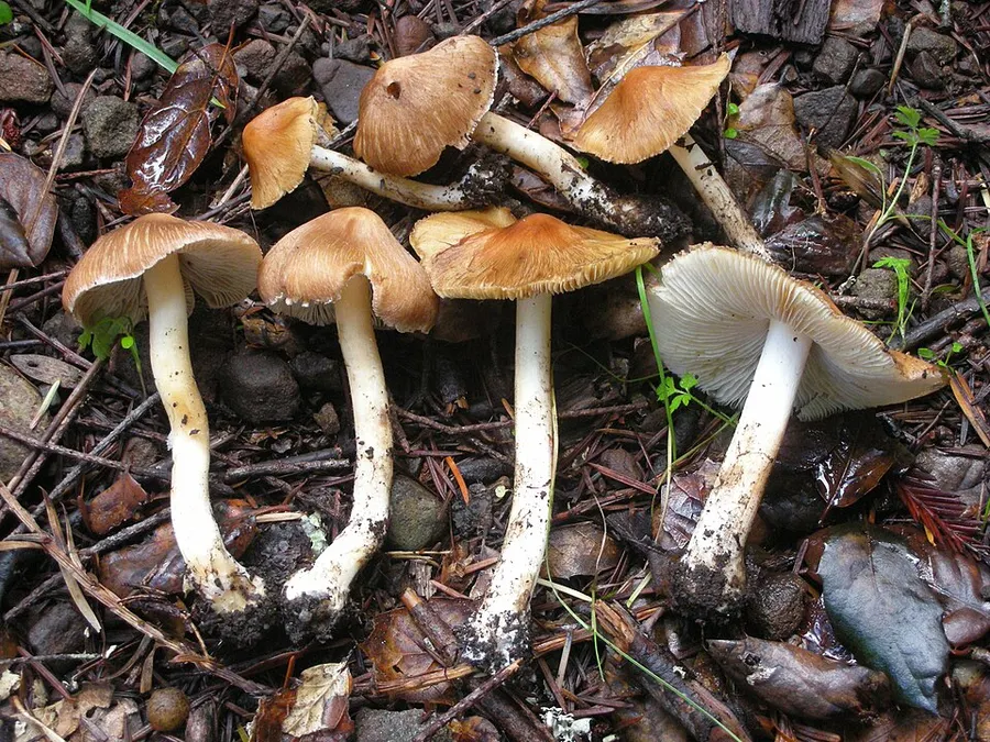 Dokumentasi Inocybe rimosa — Fotografi