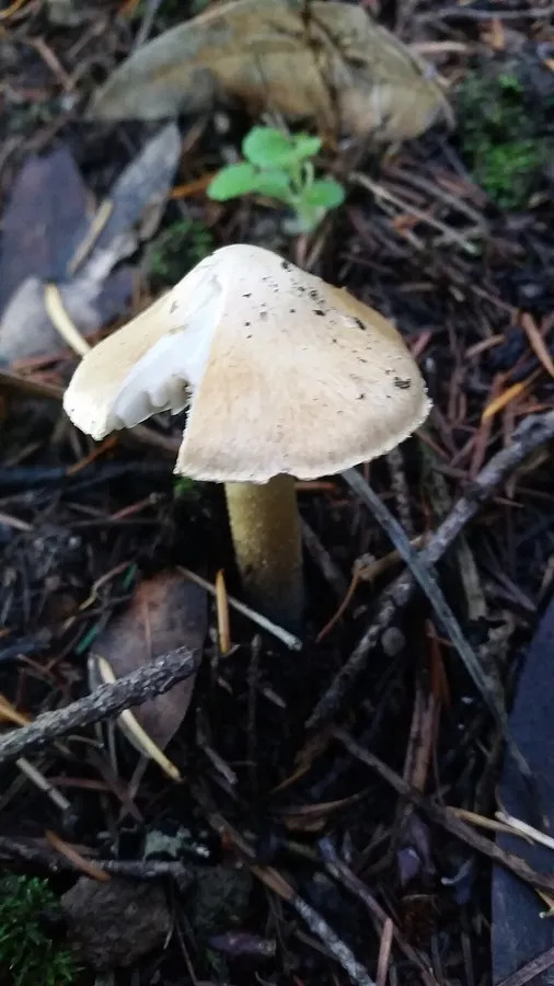 Dokumentasi Pseudosperma sororium — Fotografi