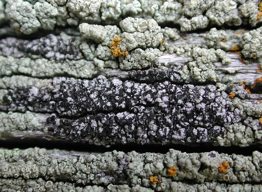Dokumentasi Pseudothelomma ocellatum — Fotografi