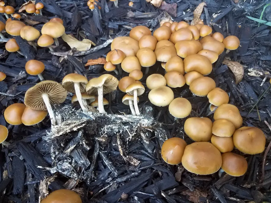 Dokumentasi Psilocybe allenii — Fotografi