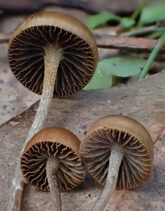 Dokumentasi Psilocybe alutacea — Fotografi
