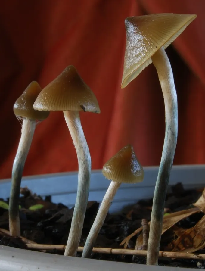 Dokumentasi Psilocybe angulospora — Fotografi