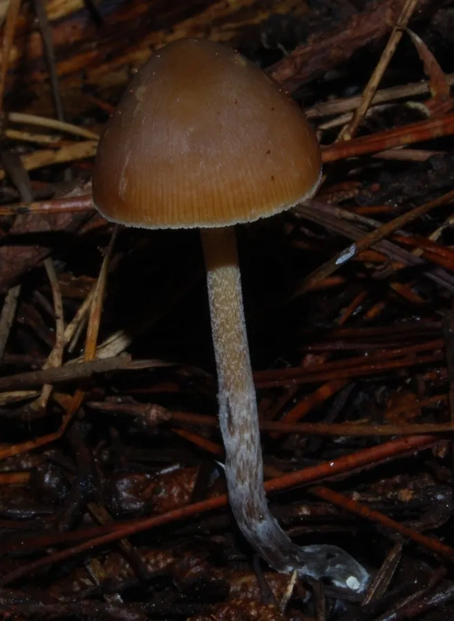 Dokumentasi Psilocybe aucklandiae — Fotografi