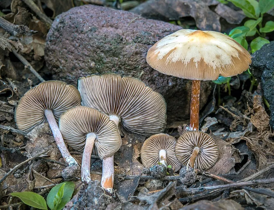 Dokumentasi Psilocybe caerulescens — Fotografi