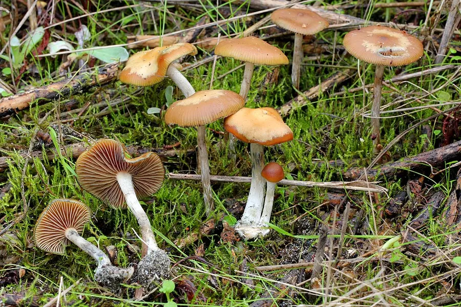 Dokumentasi Psilocybe cyanescens — Fotografi