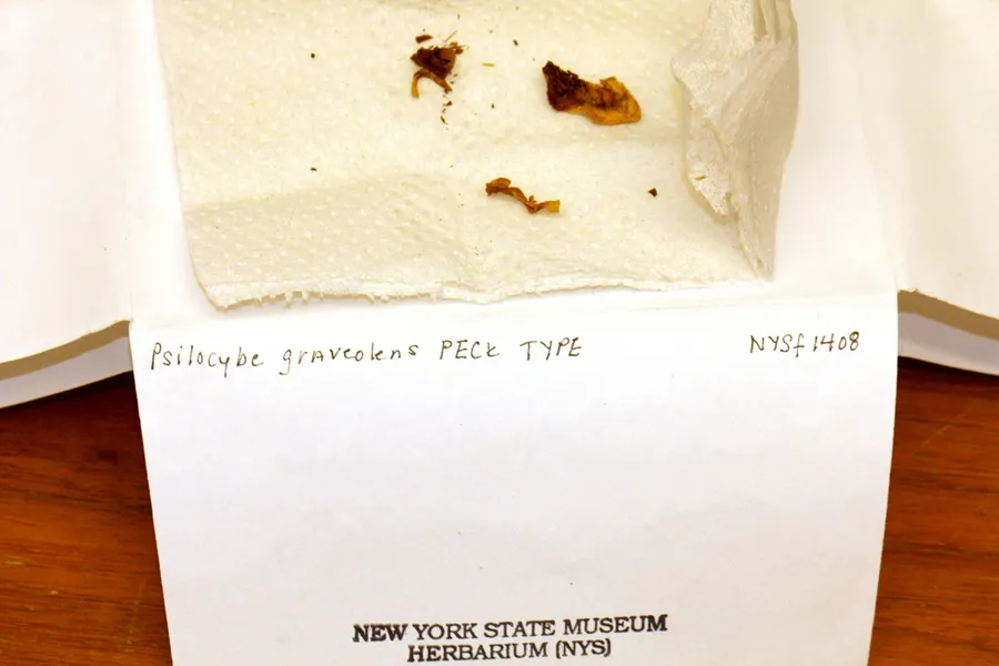 Dokumentasi Psilocybe graveolens — Fotografi