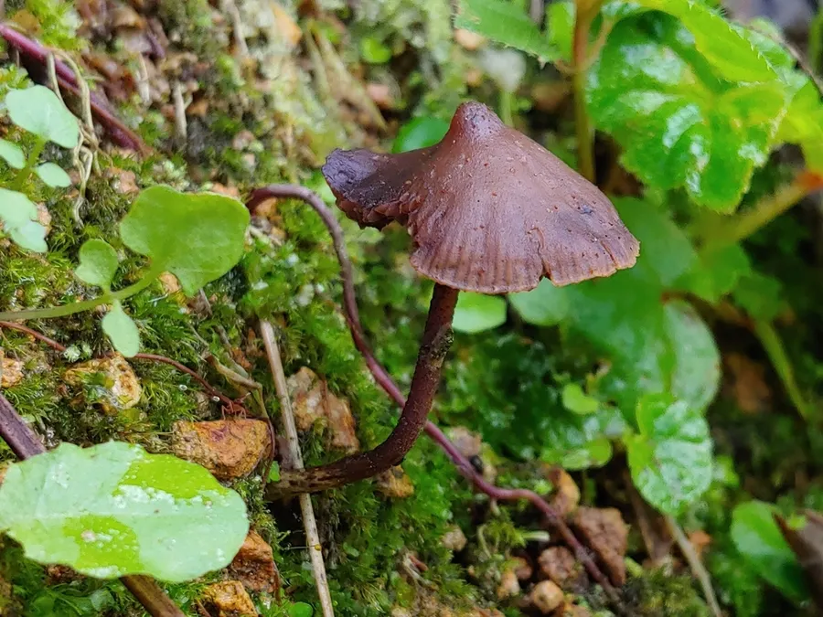 Dokumentasi Psilocybe guilartensis — Fotografi