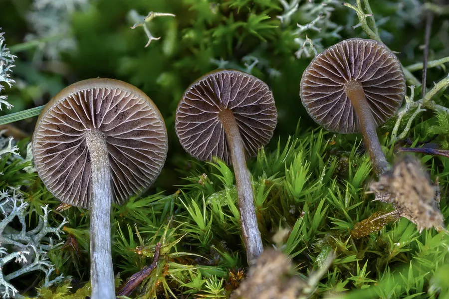 Dokumentasi Psilocybe liniformans — Fotografi