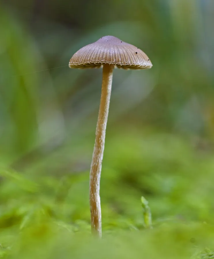 Dokumentasi Psilocybe medullosa — Fotografi