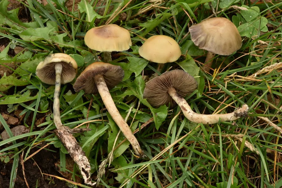 Dokumentasi Psilocybe mescaleroensis — Fotografi
