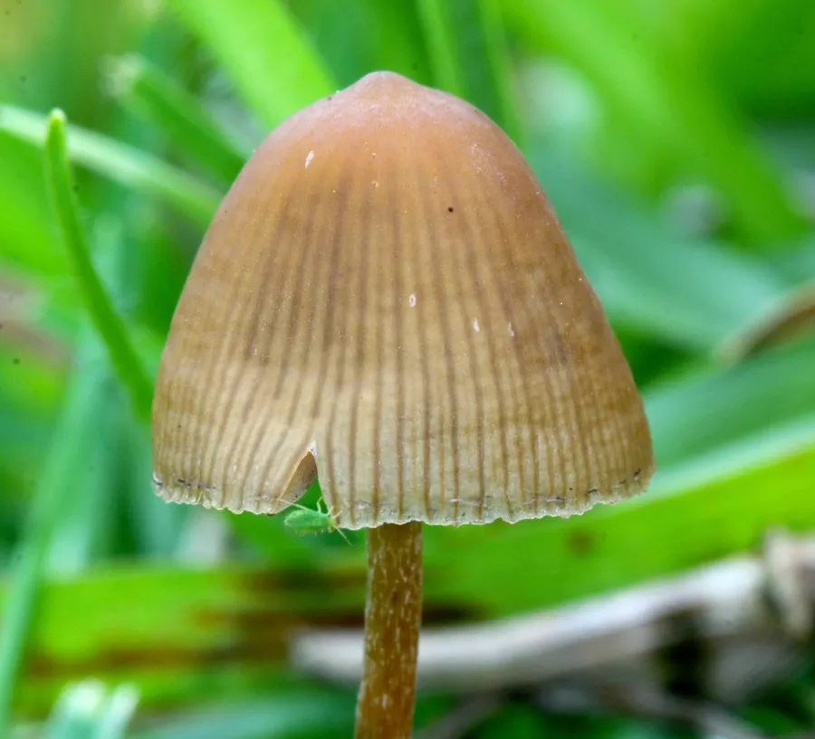 Dokumentasi Psilocybe mexicana — Fotografi