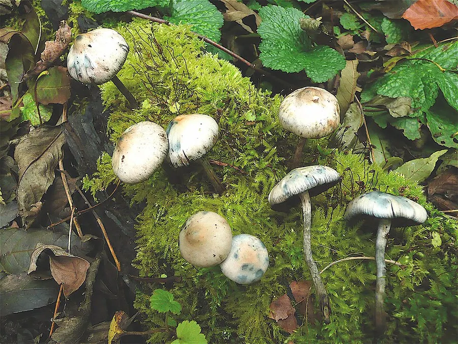 Dokumentasi Psilocybe serbica — Fotografi