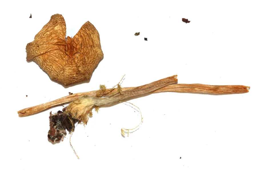 Dokumentasi Psilocybe strictipes — Fotografi